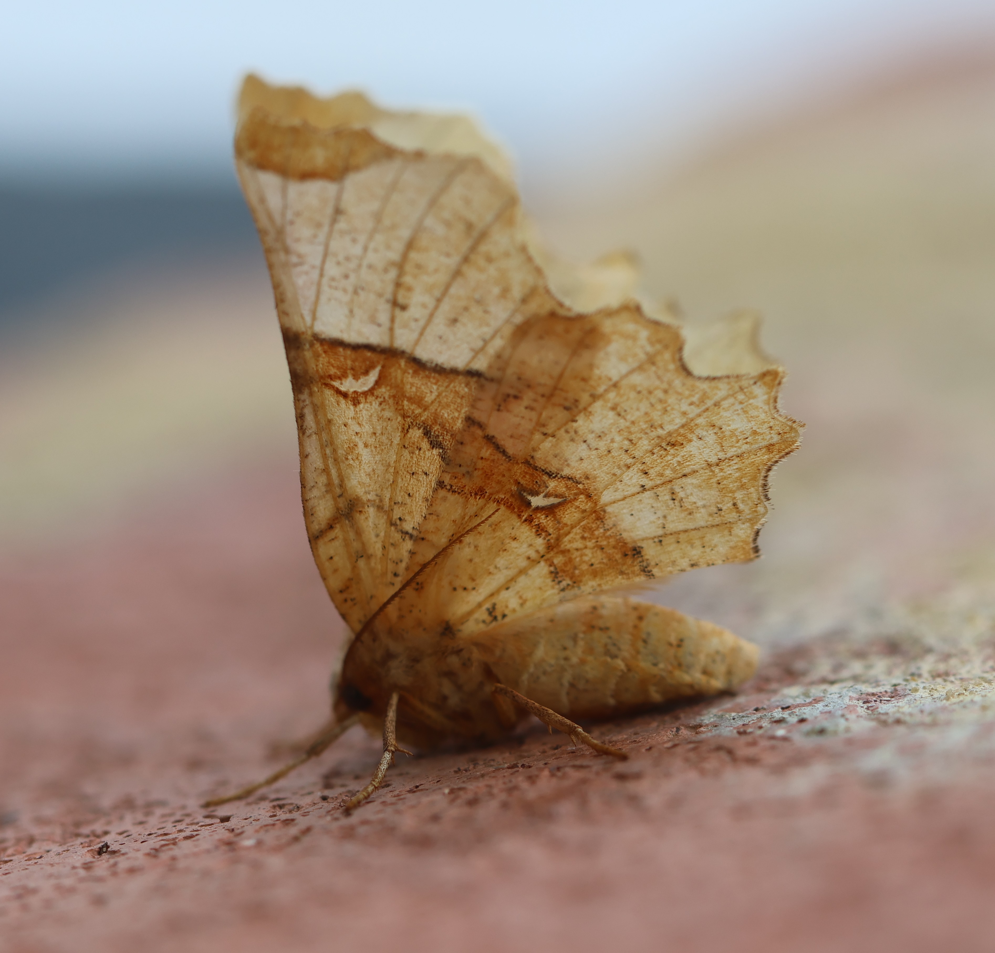 Photo of Lunar Thorn (Selenia lunularia)